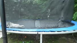 Alaskan Malamute Sojou Claims Trampoline as Biggest Dog Bed Ever