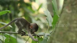 funny apes and goat in sacred tomb