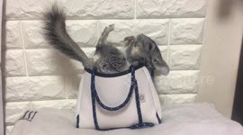 Just an incredibly cute chinchilla in a handbag