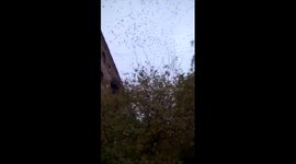 Eerie flock of thousands of crows form funnel in skies over eastern Russia