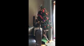 Christmas cat