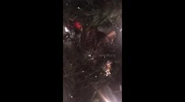 Kitten in Christmas tree
