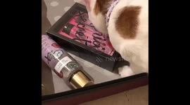 Victoria's Secret Bombshell effect (=^ェ^=)