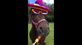 My horse loves a refreshing ice lolly in the sunshine