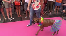 Stylish dogs take on catwalk during Pride celebrations in Madrid