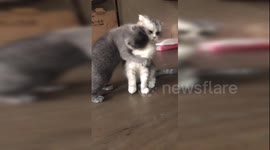 Enthusiastic Scottish fold cat desperately tries to gain the attention of his feline friend