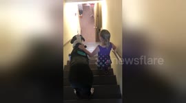 Great Dane support dog helps US child with brittle bone disease down stairs at library