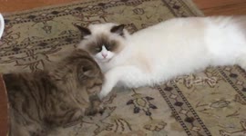 Cats grooming each other