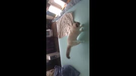 Kitten playing in Slow-Mo