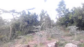 The view nearby.