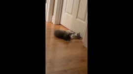 Adorable tiny kittens attempt to hit each other from either side of bathroom door