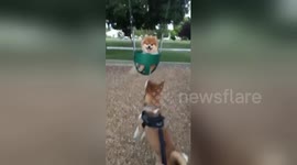 Dog loves swinging in the park but his brother just wants a turn!
