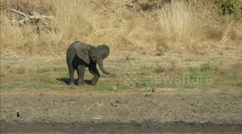 Watch cheeky baby elephant's hilarious attempt to chase away small bird