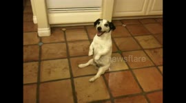 Cute dog sits up funny
