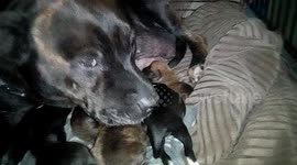Young Staffy Pups Feeding