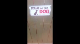 This has got to be one of the most deadliest dogs I've ever seen!