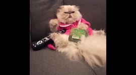 When you’ve had too many edibles