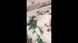 Cat destroying a tablecloth
