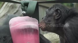 Endangered bonobos brawl over ice during UK heatwave