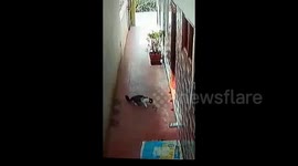Brave pet cat fights off deadly cobra at home in southern India