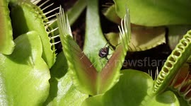Moment an unsuspecting fly is trapped by Venus fly trap caught on super slow motion video in sunny UK conservatory