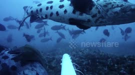 Potato bass vs Moray eel