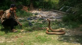 Trainee snake catcher shows off skills at handling enormous king cobra