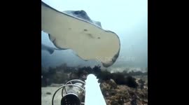 A train of stingrays showing off for the camera