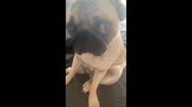 Pugs being Pugs! Little Miss Peanut sitting on her little sister.