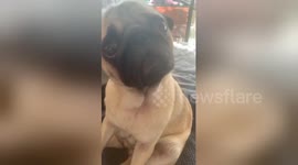 Newsflare Edit - Pugs being Pugs! Little Miss Peanut sitting on her little sister.