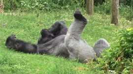 Silverback gorilla stretches out in summer heat to sunbathe at Bristol Zoo