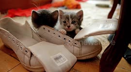 These days-old abandoned kittens found a loving home - inside their new owner's old sneakers