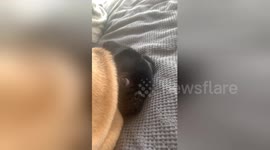 Pug's face squashed as sibling sits on her in their Australia home