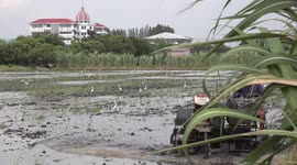 A rice farmer ploughing his paddy field at Pathumthani, Thailand.