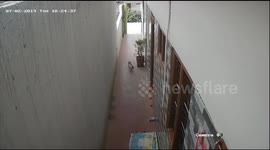 Brave pet cat fights off deadly cobra at home in southern India (Raw File)