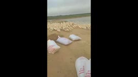 The man feeds thousands of ducks to eat food every morning