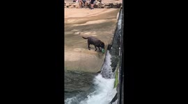 Genius dog plays fetch all by himself in the scorching Texas heat