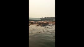 Funny vid of seals listening to seal