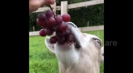Greedy goat wolfs down grape vine at UK farm