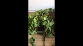 Limp mint plant refreshes itself after being watered