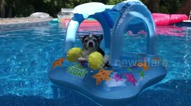Dog floats on a baby raft in a pool