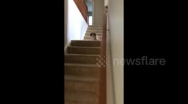 Small Cute Puppy Carefully Watches Owner As He Walks Between Staircases