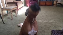 Boxer dog howls and sings to the sound of a harmonica