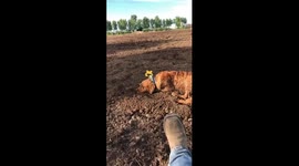 Golden retriever joins in flying a kite with his owners
