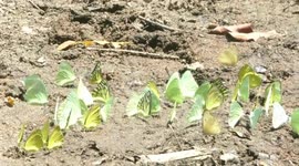 'Butterfly paradise' valley filmed during yearly migration in south India