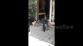 US woman releases 16 foster kittens into her garden in Iowa