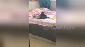 Chinese woman catches her cats hugging on her bed