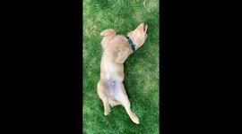 Wet Golden Retriever puppy rolling in grass