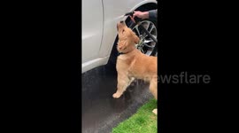 Playful puppy bites at water hose interrupting owner cleaning car in Canada