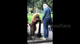 Dog fends off heatwave by drinking from a fountain like a human
